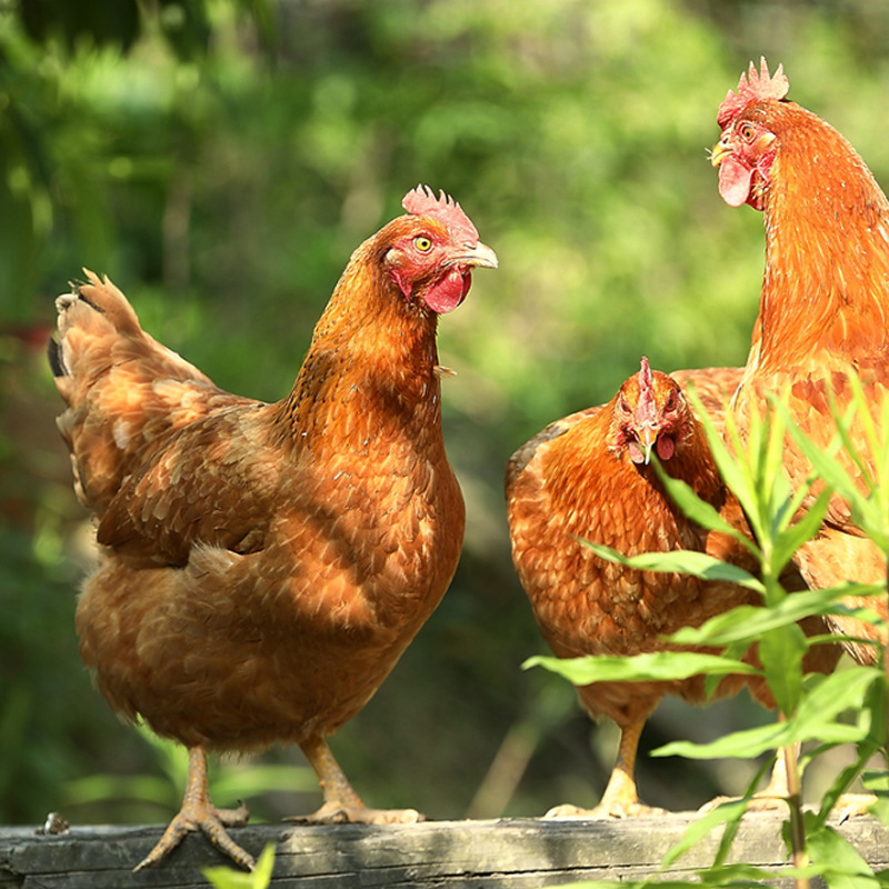 【来个苹果】土鸡走地鸡月子鸡笨鸡鲜鸡肉整只跑山鸡乌鸡1件代发