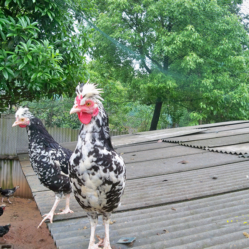 成年贵妃鸡下蛋种鸡现货供应小鸡苗活体出售青年贵妃鸡市场价格