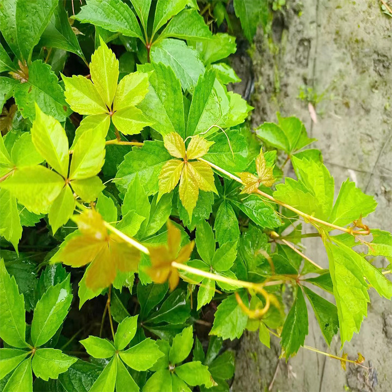 爬山虎杯苗 巴壁虎 五叶地锦 红丝草 红葛 巴山趴山虎 藤本植物