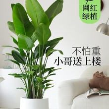 天堂鸟客厅植物室内大盆栽大型真绿植办公乔迁公司落地花卉鹤望兰