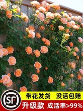 蔷薇花苗藤本月季特大花树庭院爬藤植物阳台花卉玫瑰盆栽四季开花