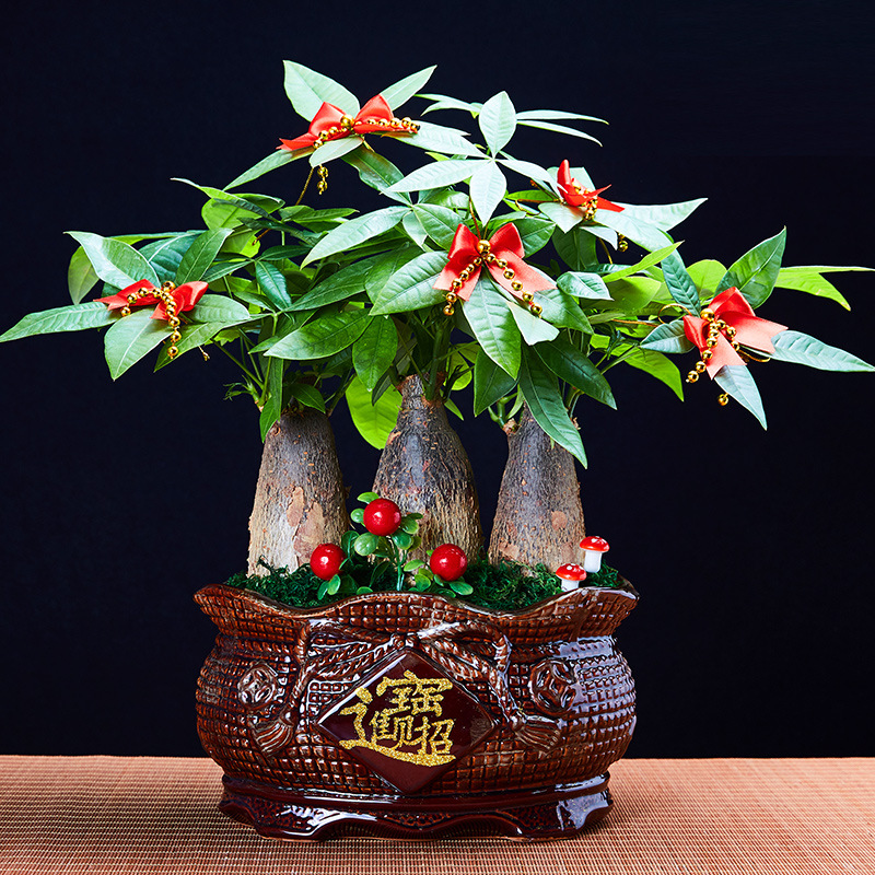 2021发财树盆栽树桩招财室内大型绿植办公桌前台大号金钱树四季常