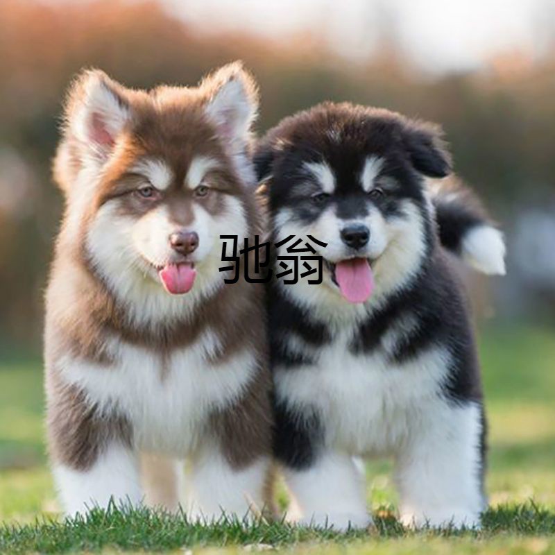 ncj纯种阿拉斯加幼犬巨型雪橇犬熊版家养灰桃阿拉斯加犬宠物活体