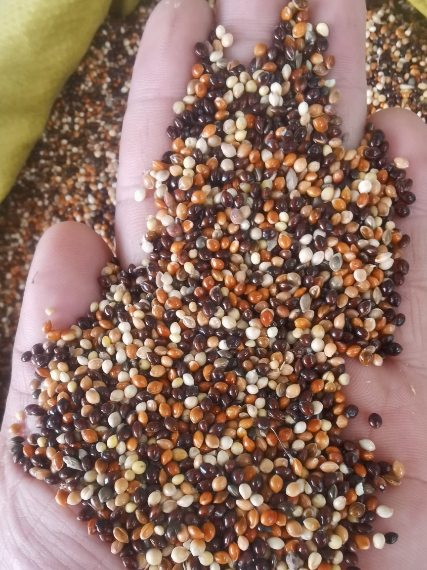 五色黍子批发带壳黄米虎皮鹦鹉宠物鸟食25kg新黍子