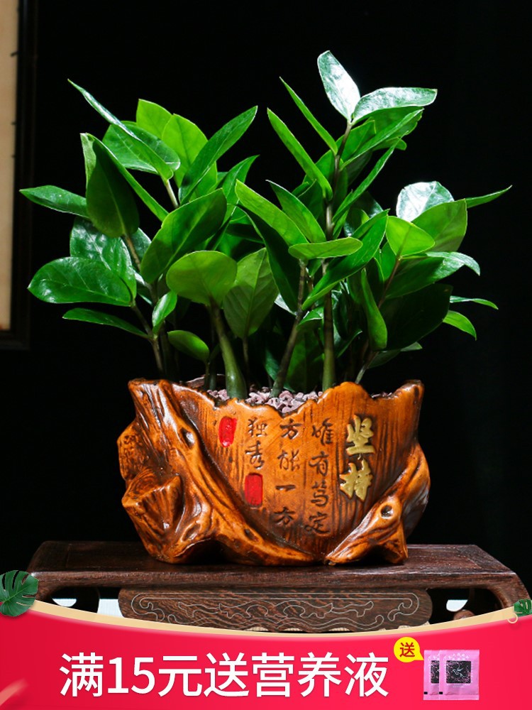 金钱树盆栽植物办公室内花卉客厅钱串子四季好养绿植盆景