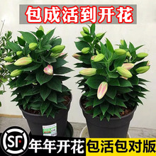 香水百合花种球盆栽花卉绿植物室内好养活四季开花苗易活花种