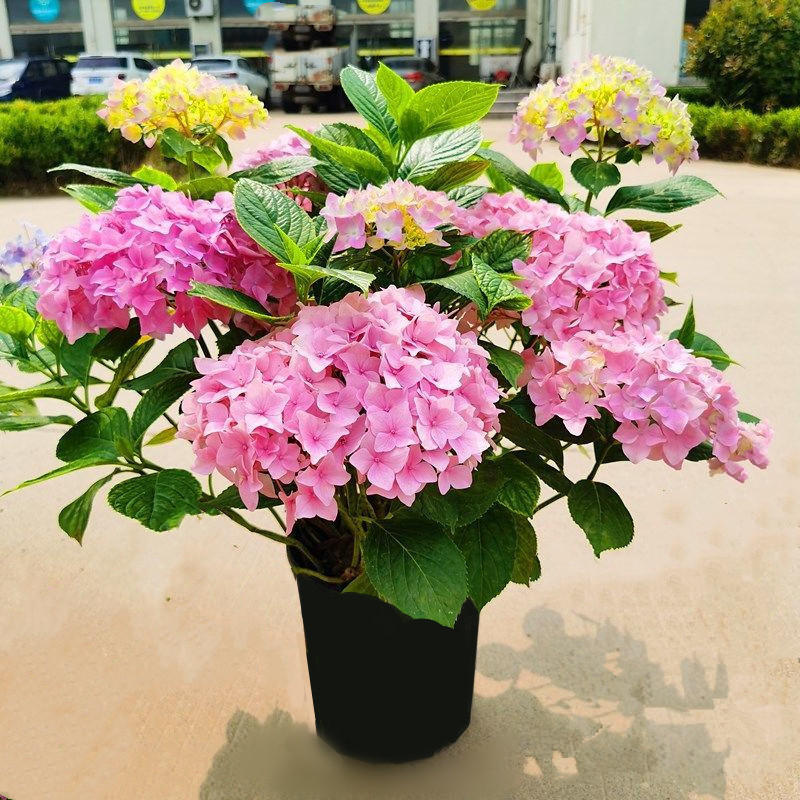 绣球花盆栽无尽夏绣球庭院阳台观花植物耐寒变色八仙花绣球花