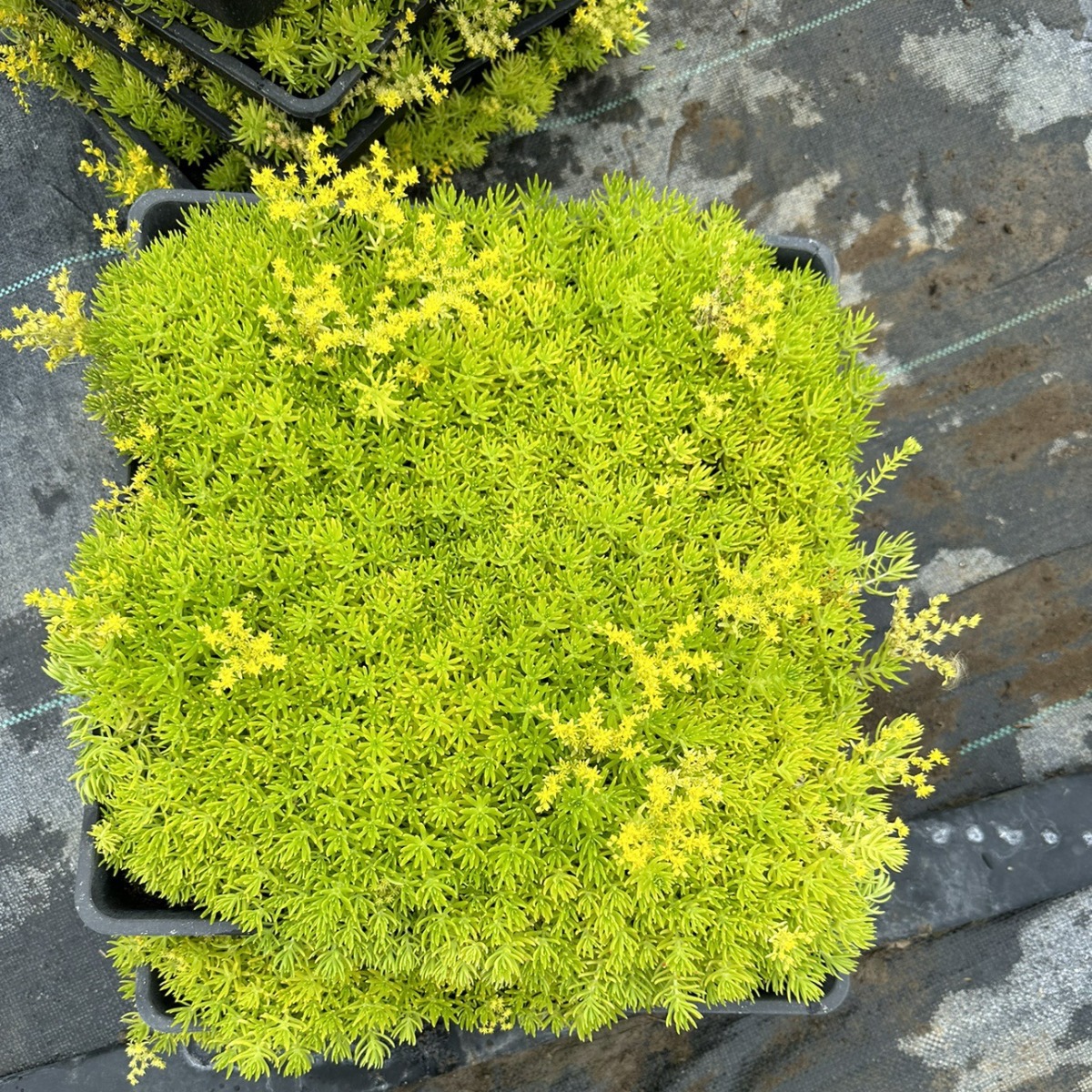 佛甲草苗黄金金叶景天万年草过路黄花镜植物植物造景屋顶绿化草皮