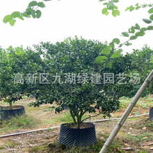 水果树沙糖桔树种植基地批发橘子树柑橘树各种热带水果树报价