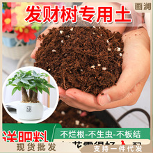 发财树专用土种绿植土花盆松土多元土盆栽土种花营养土通用型花土