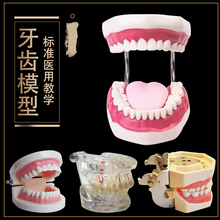 齿科材料 口腔器械器牙科材料义齿 全口牙 牙齿模型 标准模型便携