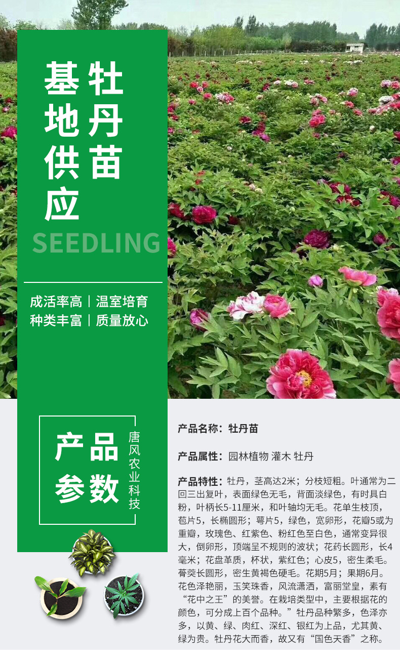 批发四季富贵牡丹苗观赏花卉秋牡丹苗盆栽室内室外绿植品种齐全