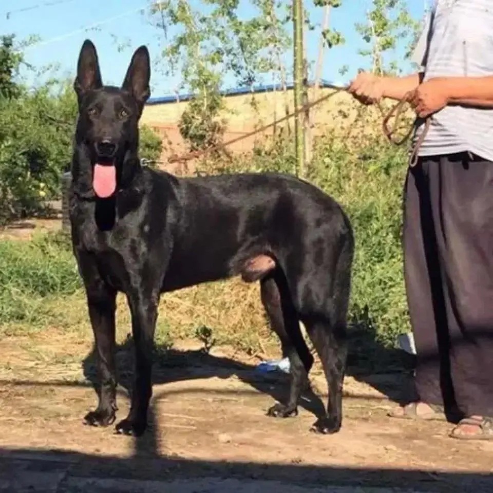 东德牧羊犬纯黑幼犬狼灰色太极色东德活体警犬中华高智商成犬幼崽