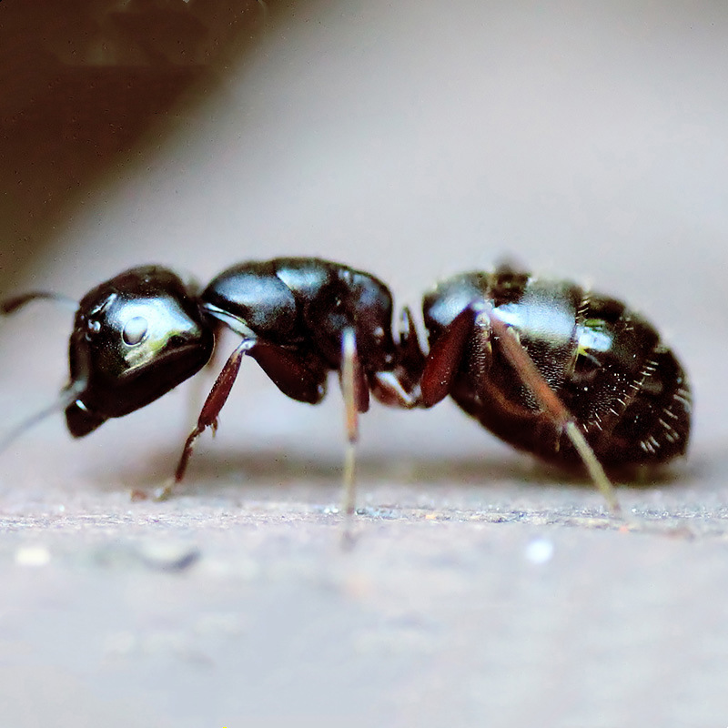 黑蚂蚁干 拟黑多刺蚁 黑蚂蚁酒 广西广东产地中药材散货批发