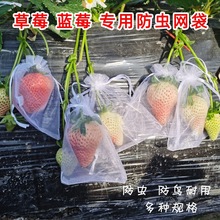 草莓纱袋水果防虫网罩套袋蓝莓果实番茄黄桃鸟套透气网保护袋防鸟