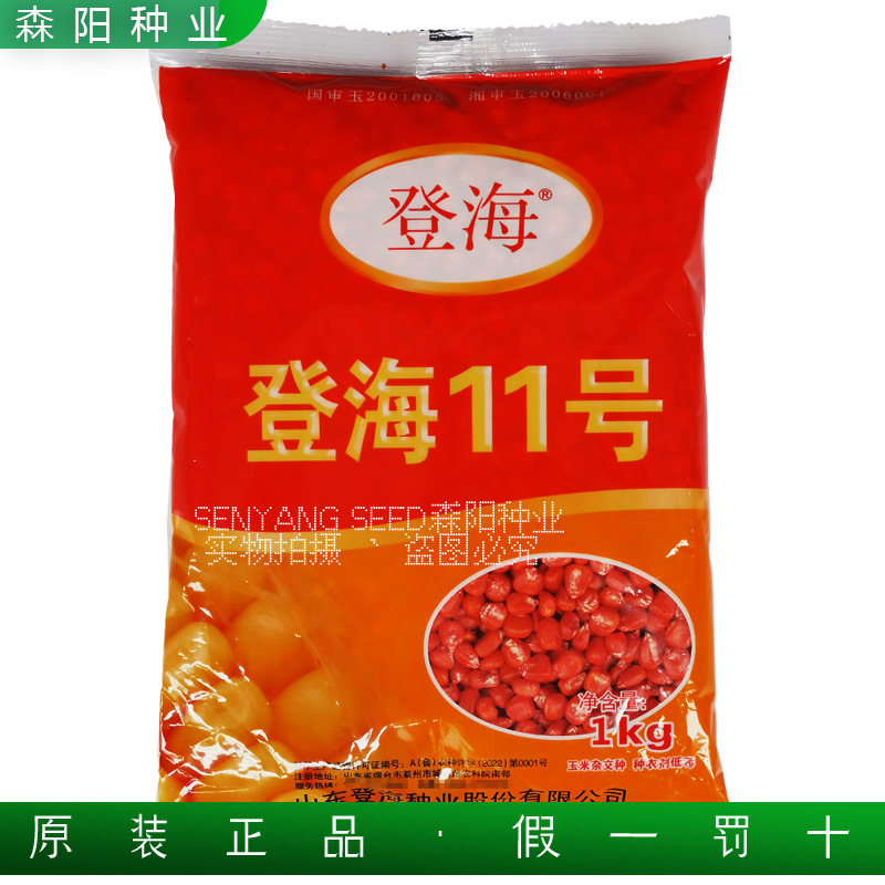 登海11号玉米种子国审大田玉饲料米杂交种红轴半马齿9号高产大棒
