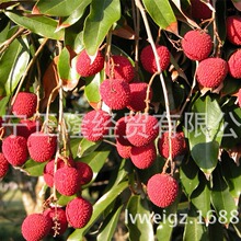 荔枝浓缩汁 荔枝汁原材料   无色素   厂家直销供  量大优惠