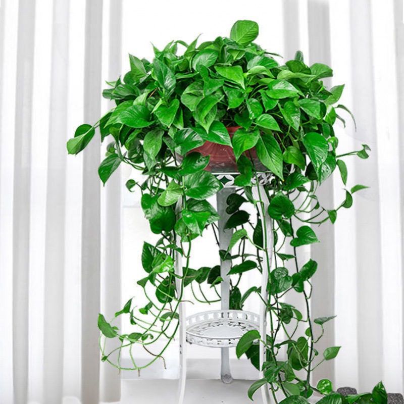 绿萝盆栽批发大叶长藤室内花卉植物特大盆绿箩家养水培绿植速卖通