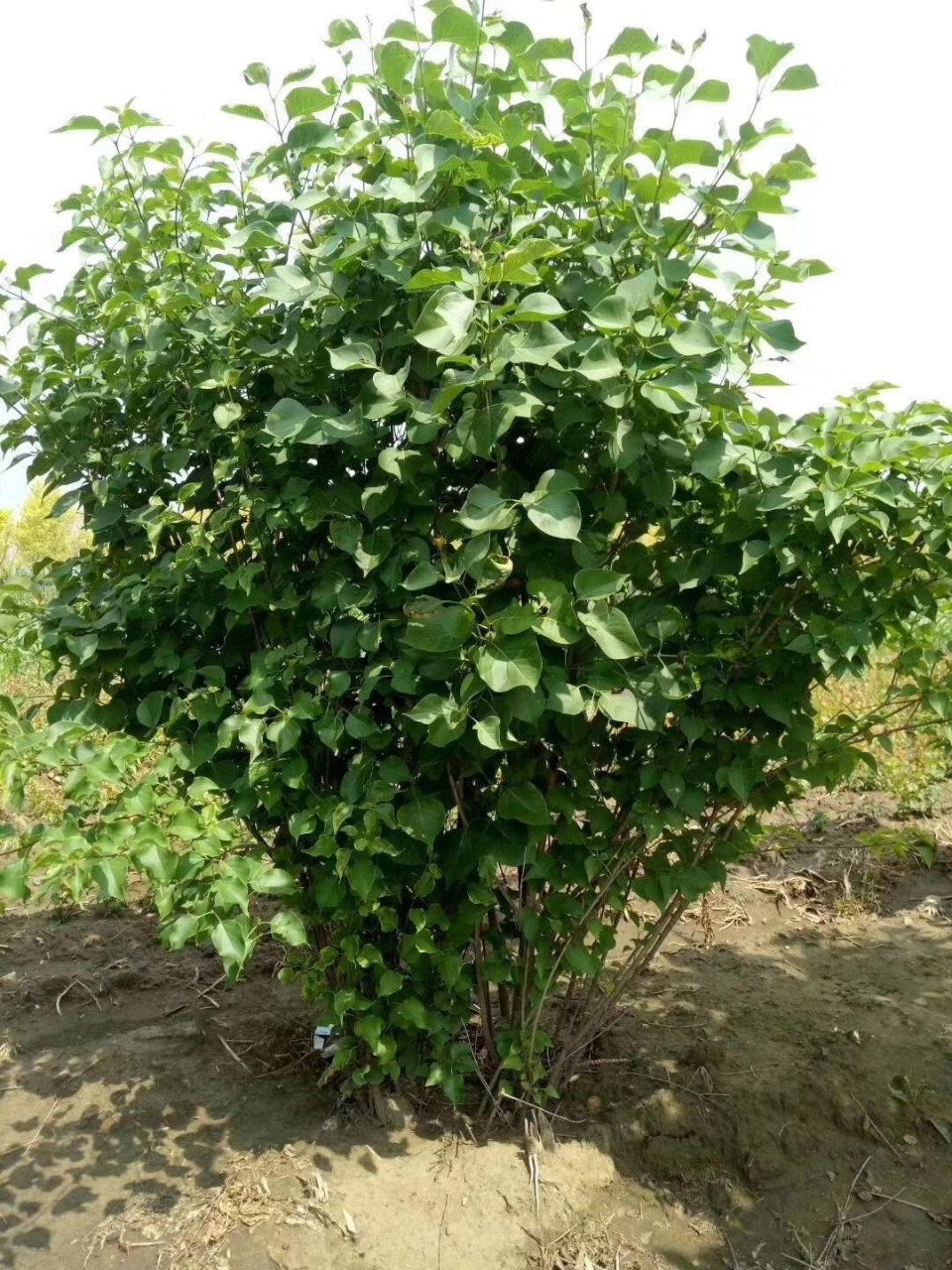 8-2.5米丛生丁香字丁香丁香球丁香小苗建苗圃