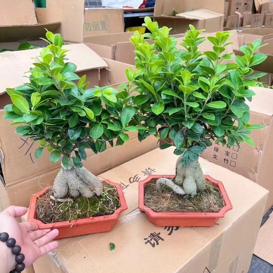盆景人参榕四季常青耐寒榕树造型树桩盆景苗室内禅意盆栽绿植