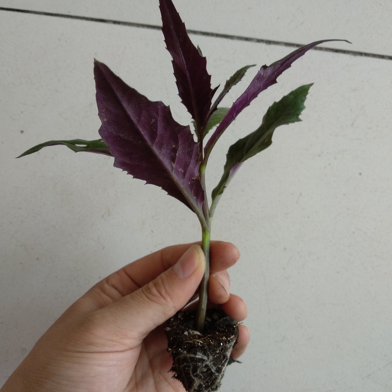 紫背天葵苗子紫背菜高钙菜观赏食用盆栽蔬菜