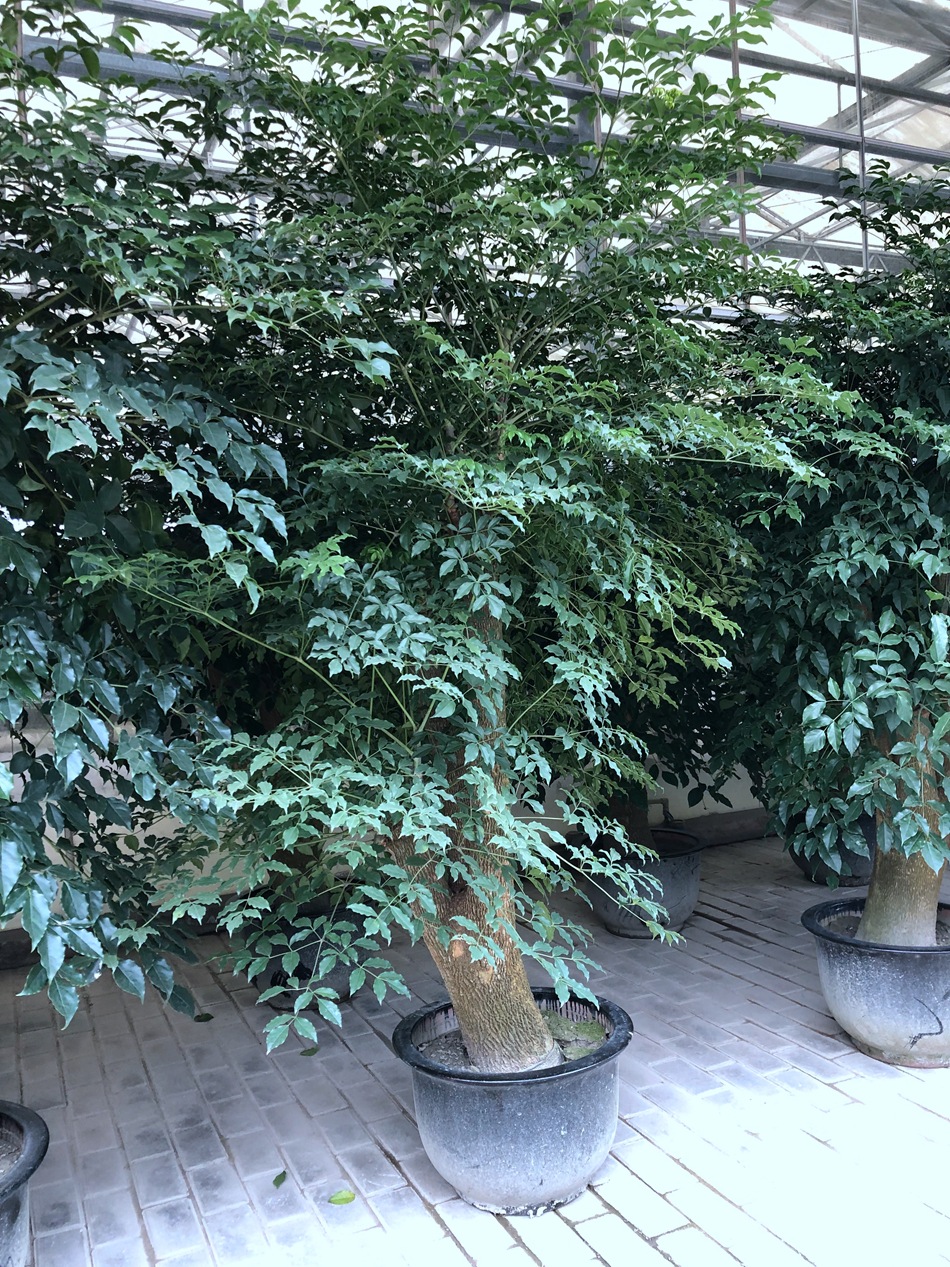 幸福树盆栽 大叶幌伞枫 菜豆树 接骨凉伞 绿宝 园艺绿化花卉盆栽