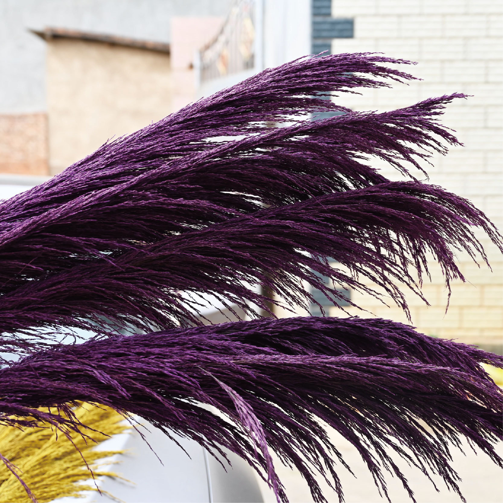 云南干花厂家 彩色芦苇 铁杆芦苇 染色芦苇 婚庆用品 大芦苇花材