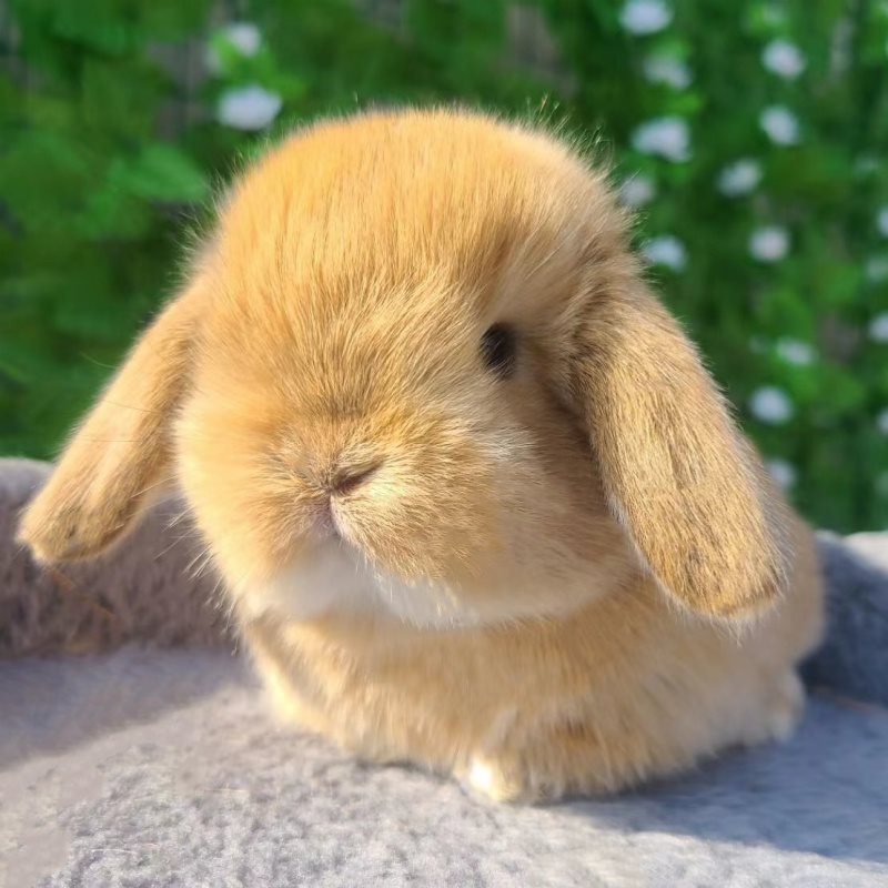 小宠物活体兔子