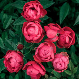 红色木香花大苗爬藤四季阳台庭院花卉攀援植物楼顶拱门蔷薇黄木香