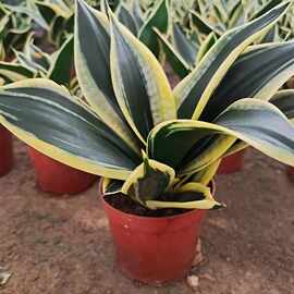 荷花兰虎皮兰小盆栽24盆一件 办公室金边虎耳 短叶虎皮兰绿植