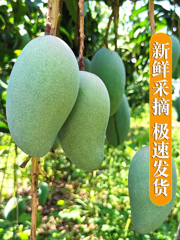 越南大青芒特大水果生鲜整箱金煌应季当季青芒果鲜果-阿里巴巴