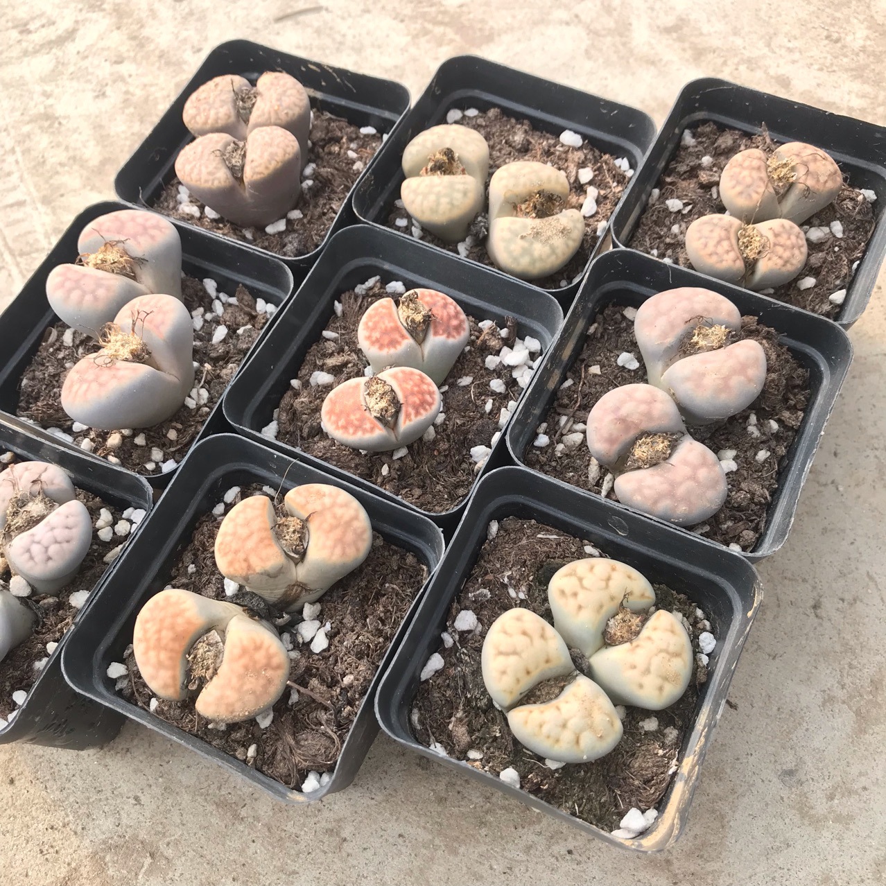 多肉植物生石花双头母本混合品种double headed lithops 基地自种