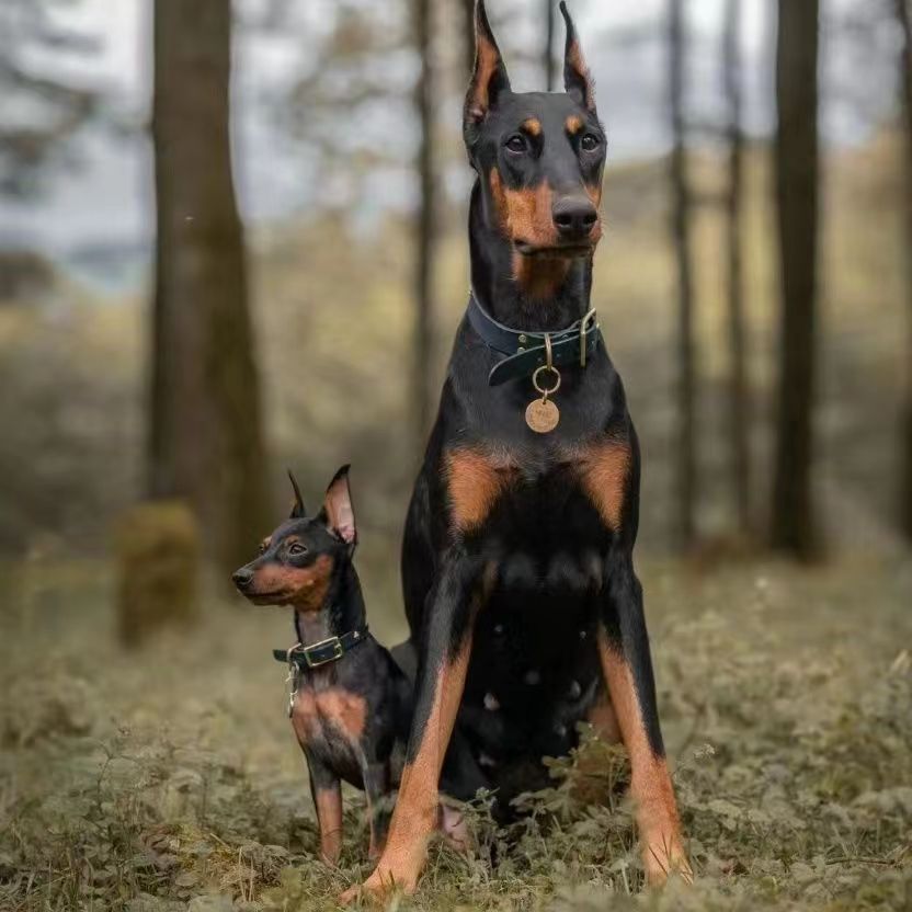 出售纯种杜宾犬幼犬立耳正宗德系大型犬杜宾犬短毛霸气护卫犬