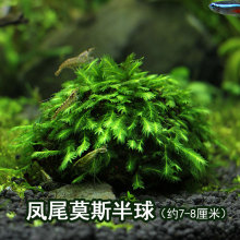 大三角垂泪火焰凤尾莫丝莫斯半球水草植物水族箱鱼缸造景活体蕨类