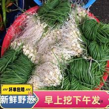 湘西新鲜野葱野菜现挖小根蒜胡葱沙葱当季农家菜香葱苦非藠头包邮