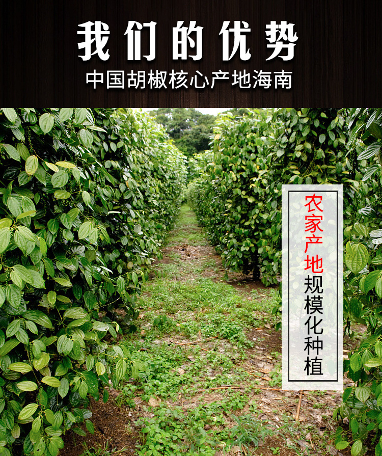 白胡椒黑胡椒颗粒 白胡椒粉 黑胡椒粉 海南特产调料250g/500g