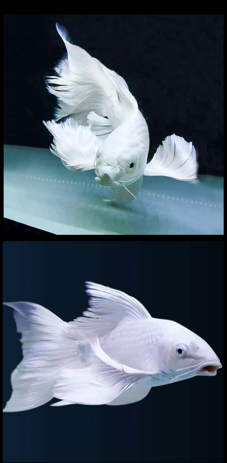 金鱼活鱼大尾巴淡水养鱼宠物鱼冷水小鱼苗观赏鱼自养