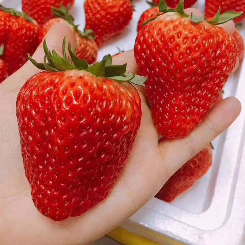 草莓丹东99新鲜水果三斤应当季空运包邮红颜奶油大甜草莓九九代发