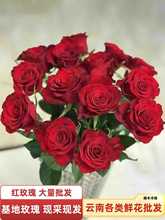 红玫瑰云南昆明鲜花批发基地玫瑰七夕节情人节花店婚庆红玫瑰用花