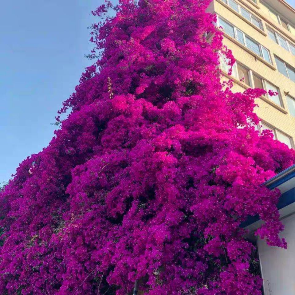 重瓣爬藤三角梅带花盆栽大苗四季开花好养易活庭院室内外花卉植物