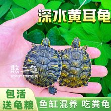 深水龟纯种黄耳龟苗小乌龟活物鱼缸混养观赏宠物龟吃粪龟活物批发