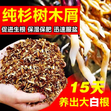 发酵杉木屑大量杉树木屑兰花多肉屑植料铁皮石斛兰花透气生根