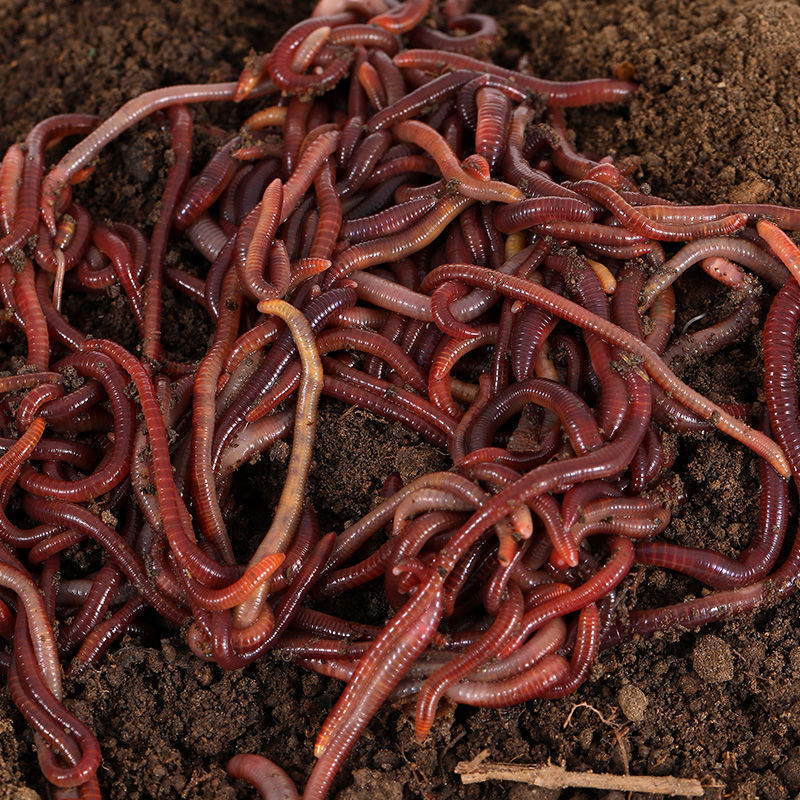 蚯蚓活饵种苗大号特大钓鱼垂钓鲫鱼散装红虫活体盒装鲜活鱼饵包邮