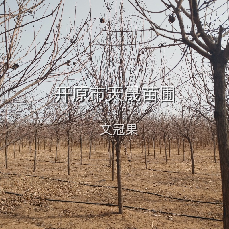 文冠树 文冠果 落叶小乔木 木本油料作物 东北文冠果果树-阿里巴巴