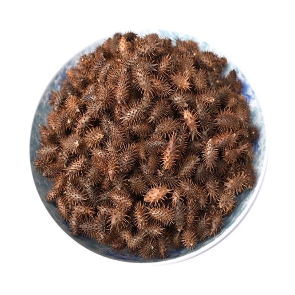 中药材正宗野生苍耳苍耳子鼻苍耳毛苍子泡脚专用