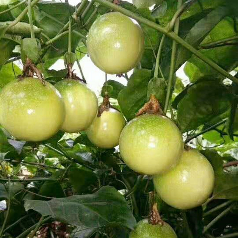 黄金百香果苗 苗圃批发 当年结果 盆栽 地栽 芭乐味 维蜜 钦蜜9号