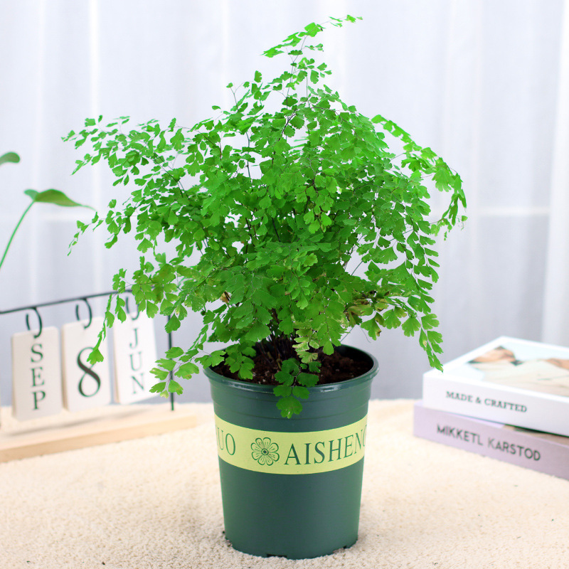 盆栽蕨类植物小叶铁线蕨铁线蕨盆栽植物室内波士顿蕨狼尾蕨鸟巢蕨