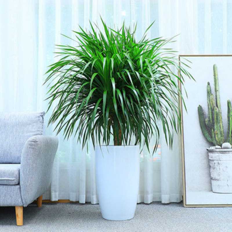 龙须树室内客厅大型绿植多头盆栽龙铁龙血树花卉盆景阳台好空气