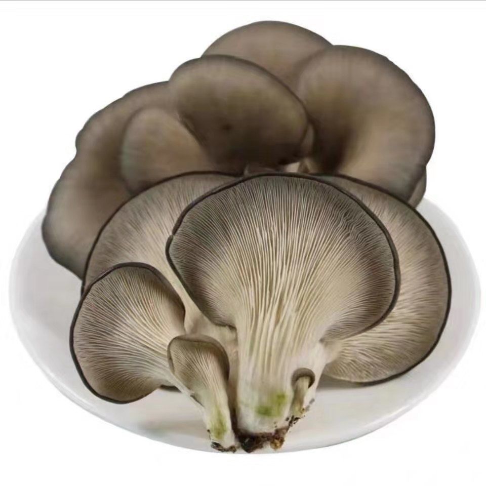 东北特产富农山货新鲜袋装水煮清水平菇肉厚家庭食用1斤/2斤装