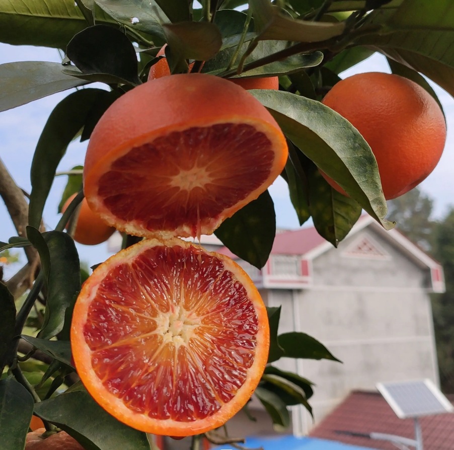 正宗血橙四川泸州玫瑰香橙血橙新鲜水果塔罗科血橙9斤包邮-阿里巴巴